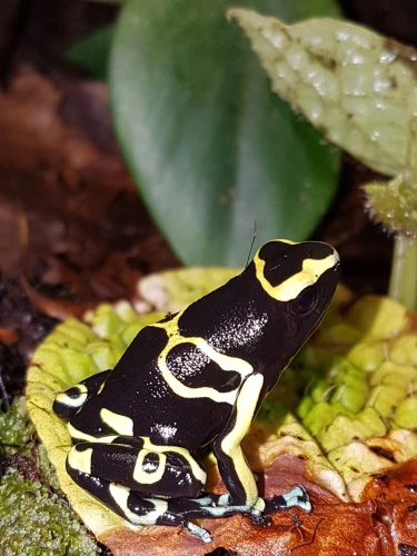Dendrobates leucomelas Cerro Autana UBN6341505